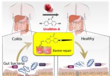 Illustration showing tightening of gut barrier cells and reduced inflammation due to UroA, by Praveen Kumar Vemula, Ph.D., Institute for Stem Cell Biology and Regenerative Medicine, India, and Venkatakrishna Jala, Ph.D., UofL