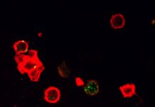 A confocal microscope image shows the SA-4-1BBL (green color) bound to its receptor on an immune cell (red color) to initiate an immune activation cascade to fight cancer. Image courtesy University of Louisville.