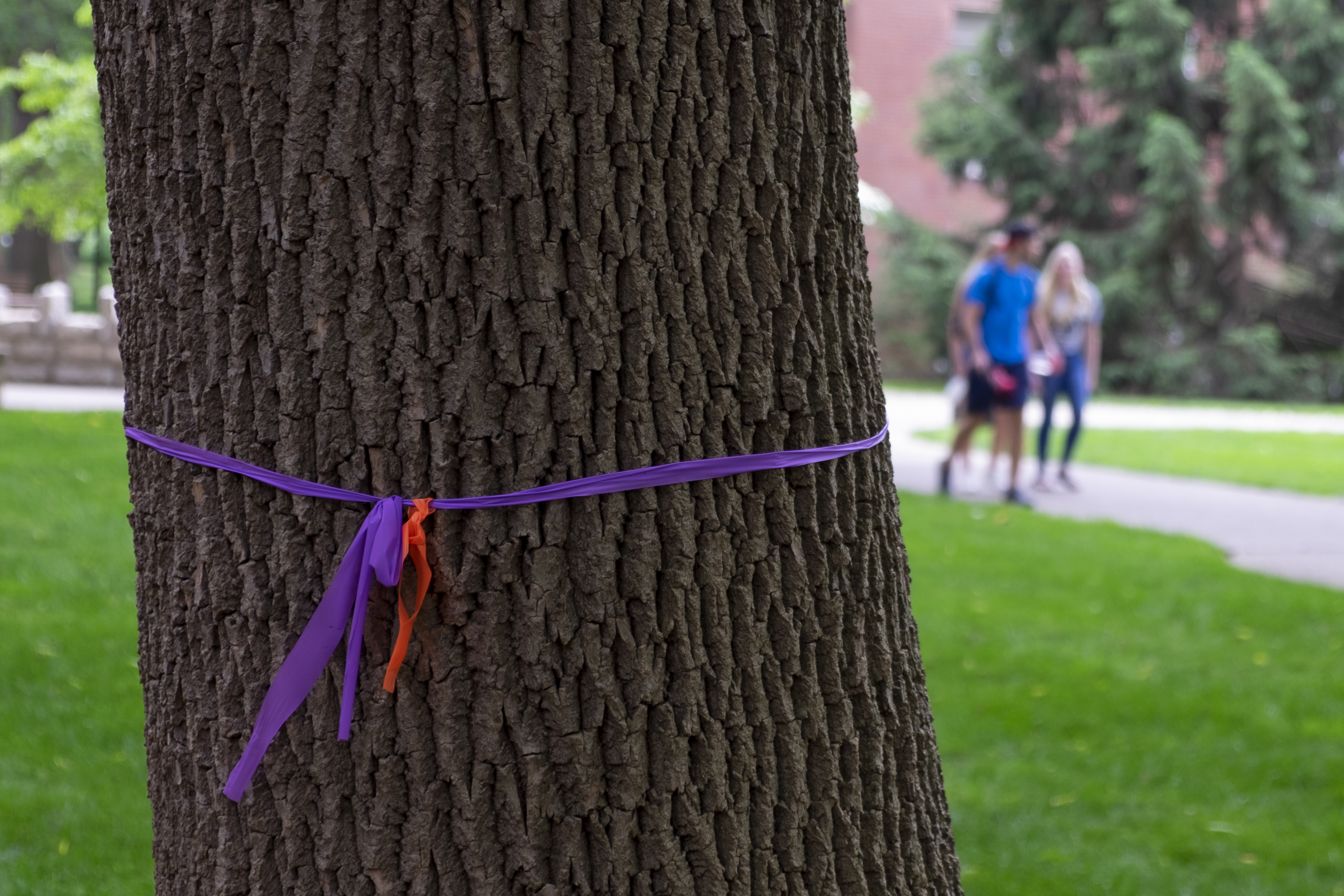 Ash trees like this one on Belknap Campus are being treated to protect them from the emerald ash borer.