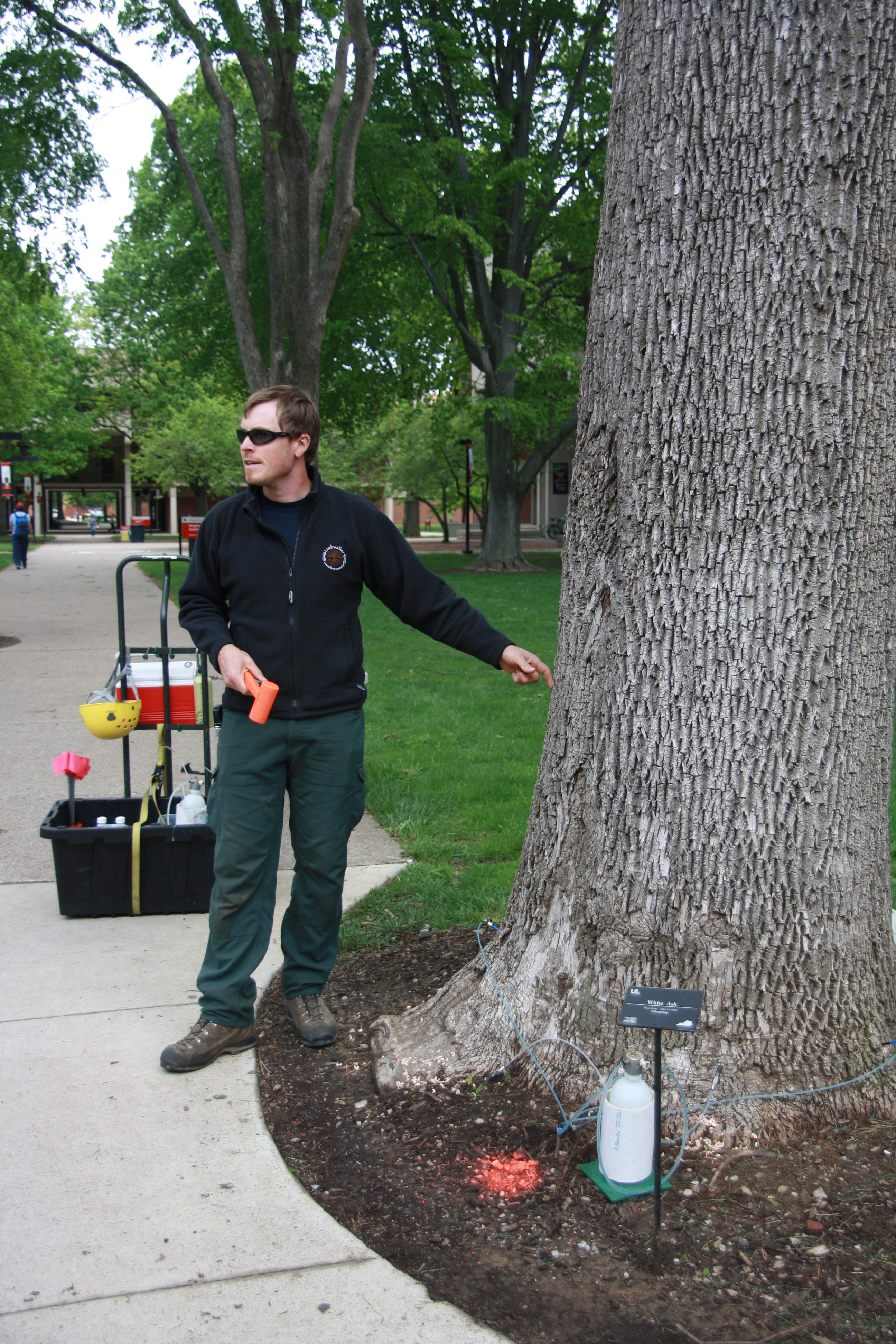 Ash trees like this one on Belknap Campus are being treated to protect them from the emerald ash borer.