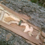 Damage from an emerald ash borer.