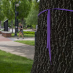 Ash trees like this one on Belknap Campus are being treated to protect them from the emerald ash borer.