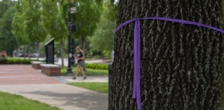 Ash trees like this one on Belknap Campus are being treated to protect them from the emerald ash borer.