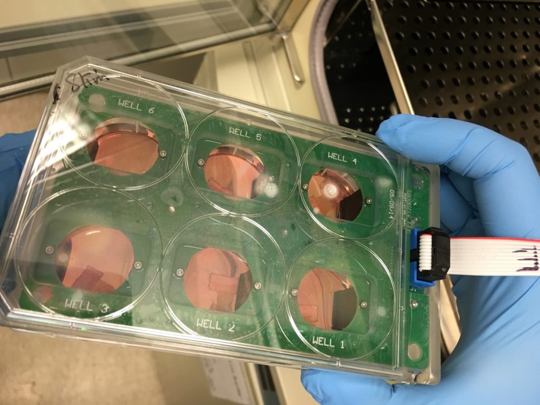 Heart Slices in Biomimetic Environment Heart slices in the physiological biomimetic culture system