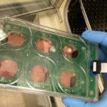 Heart slices in the physiological biomimetic culture system