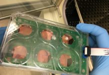 Heart slices in the physiological biomimetic culture system