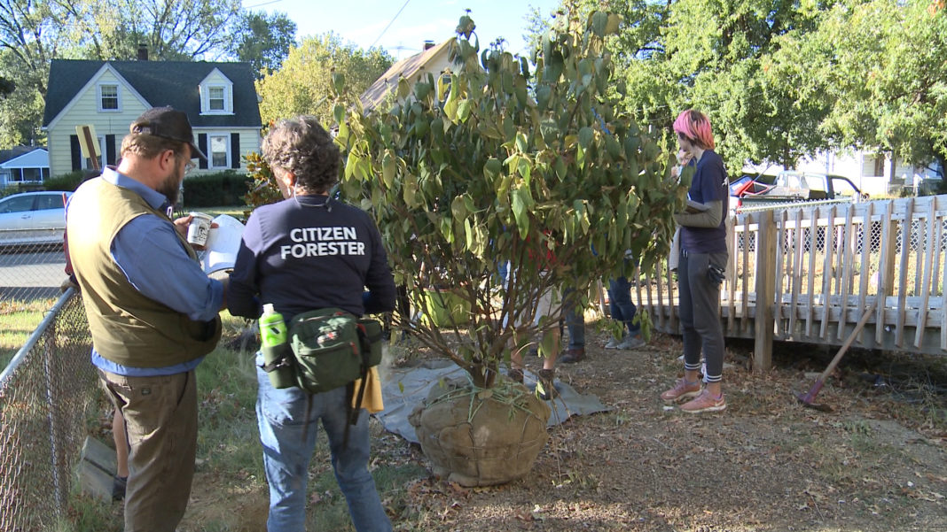 Tree ready for planting for the Green Heart Project