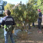 Tree ready for planting for the Green Heart Project