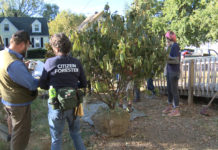 Tree ready for planting for the Green Heart Project