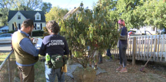 Tree ready for planting for the Green Heart Project