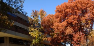 exterior view of Ekstrom Library with trees in front