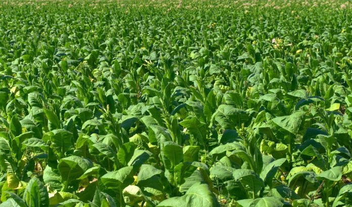 Tobacco plants.