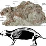 Fossil, top, and skeleton drawing of Adalatherium. Photo courtesy Denver Museum of Nature & Science. Drawing by Andrey Atuchin.
