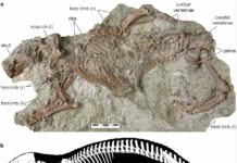 Fossil, top, and skeleton drawing of Adalatherium. Photo courtesy Denver Museum of Nature & Science. Drawing by Andrey Atuchin.