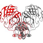 The 3-D structure of the main protease for SARS-CoV-2.