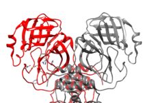 The 3-D structure of the main protease for SARS-CoV-2.