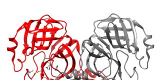 The 3-D structure of the main protease for SARS-CoV-2.