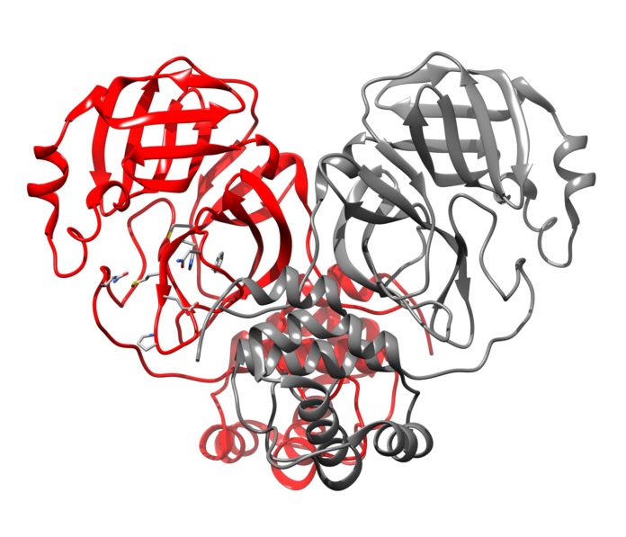 The 3-D structure of the main protease for SARS-CoV-2.