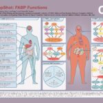 SnapShot created by Bing Li, Ph.D., to illustrate the functions of fatty acid binding proteins (FABPs)