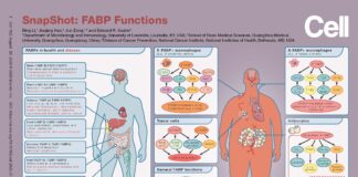 SnapShot created by Bing Li, Ph.D., to illustrate the functions of fatty acid binding proteins (FABPs)