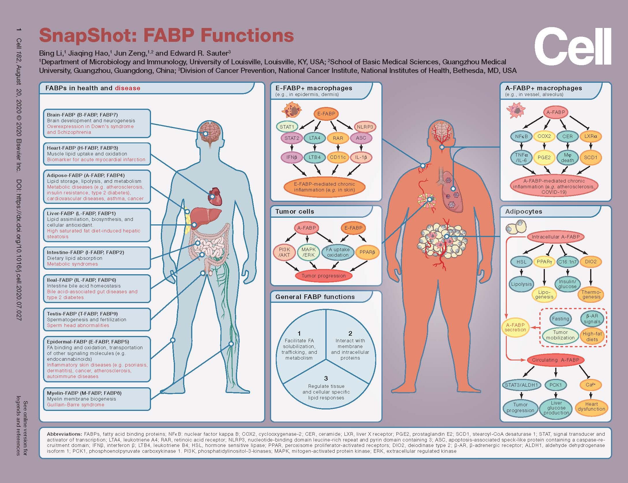 SnapShot created by Bing Li, Ph.D., to illustrate the functions of fatty acid binding proteins (FABPs)