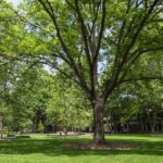 Living near an abundance of trees such as this one on the University of Louisville campus were shown to offset the negative effects of air pollution on blood vessel health in a recent UofL study