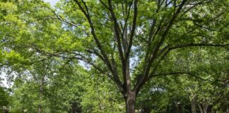 Living near an abundance of trees such as this one on the University of Louisville campus were shown to offset the negative effects of air pollution on blood vessel health in a recent UofL study