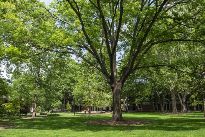 Living near an abundance of trees such as this one on the University of Louisville campus were shown to offset the negative effects of air pollution on blood vessel health in a recent UofL study