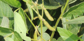 Soy hull biomass is a by-product of soybean production. Photo by Andrew Marsh.