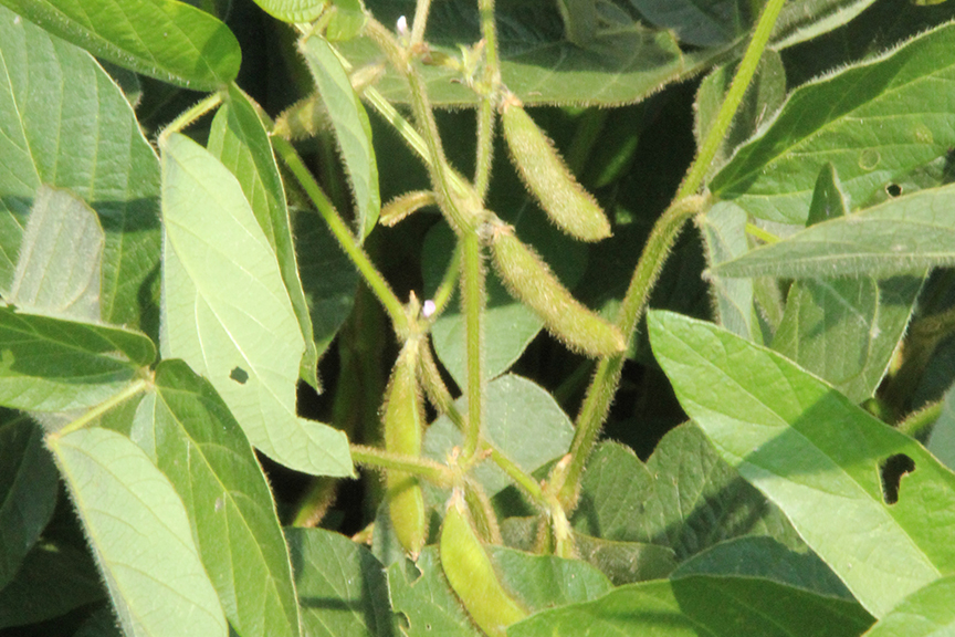 Soy hull biomass is a by-product of soybean production. Photo by Andrew Marsh.