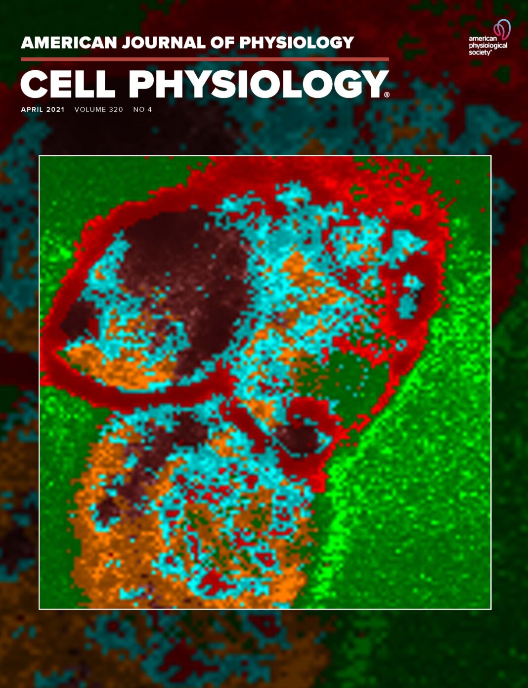 AJP Cell Physiology April issue cover featuring work of UofL biologists