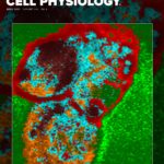 AJP Cell Physiology April issue cover featuring work of UofL biologists