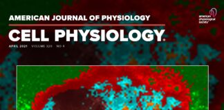 AJP Cell Physiology April issue cover featuring work of UofL biologists