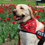 Therapy dog sitting in front of tulips