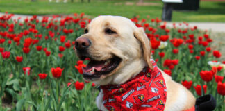 Therapy dog sitting in front of tulips