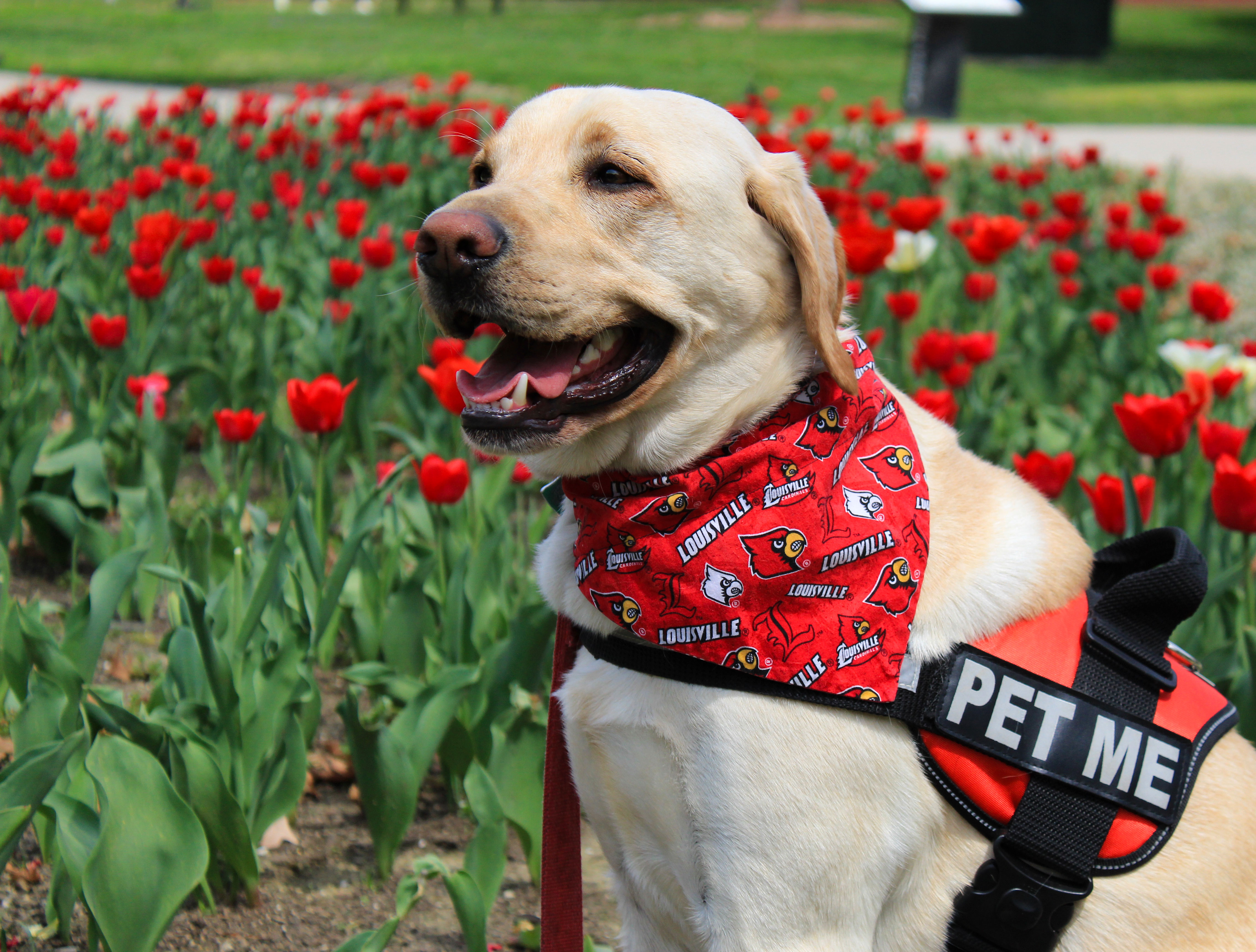 Therapy dog sitting in front of tulips