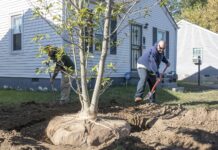 Trees are planted in South Louisville for the UofL Green Heart Project, an ongoing assessment of the effects of neighborhood greenness on individual health