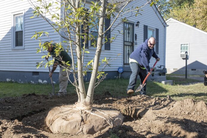 Trees are planted in South Louisville for the UofL Green Heart Project, an ongoing assessment of the effects of neighborhood greenness on individual health
