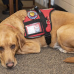 Therapy dog laying on the floor.