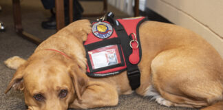 Therapy dog laying on the floor.