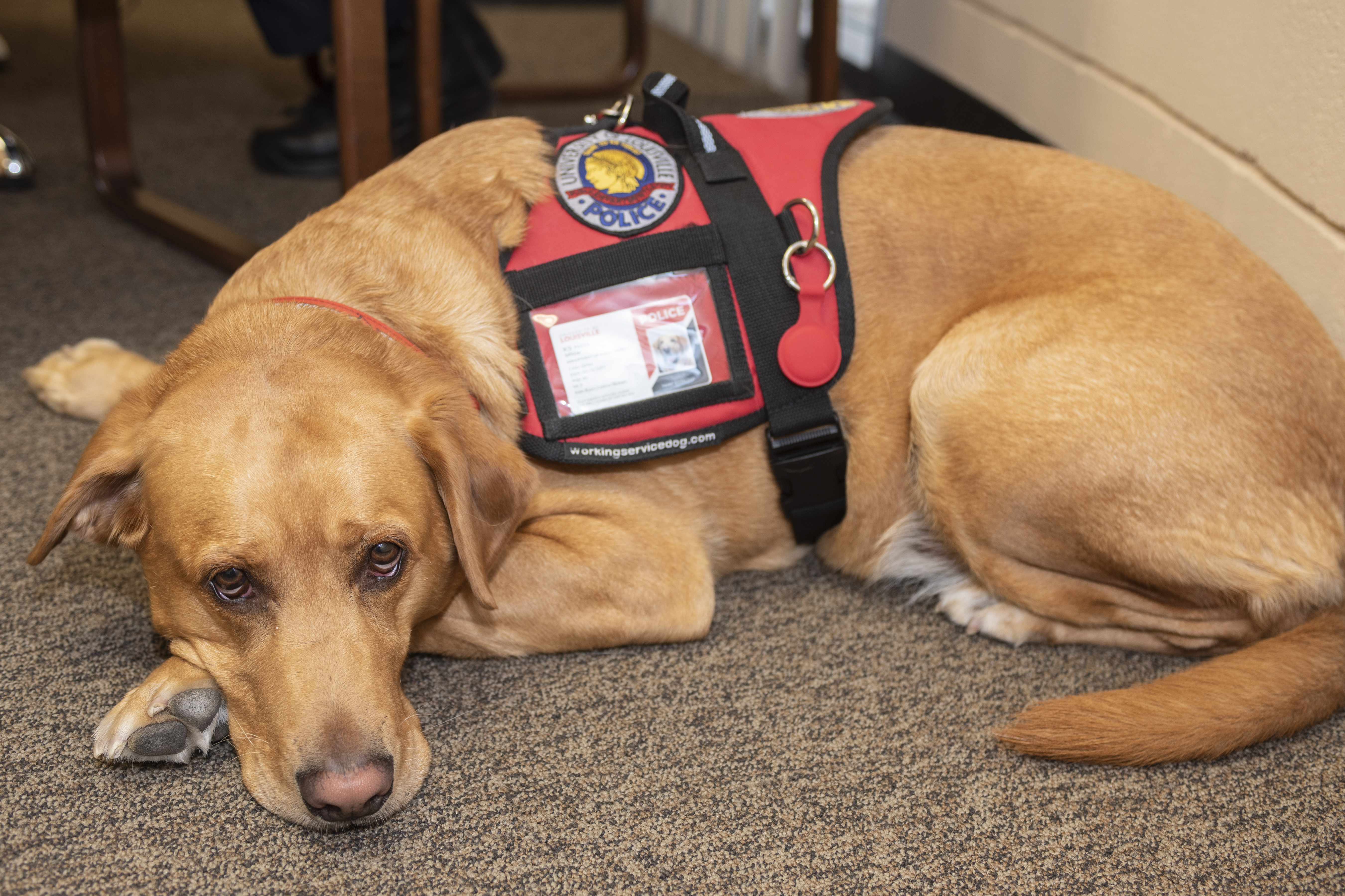 Therapy dog laying on the floor.