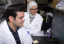 Riham Abouleisa, right, and AbouBakr Salama, members of the UofL research team