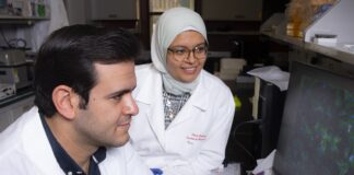 Riham Abouleisa, right, and AbouBakr Salama, members of the UofL research team