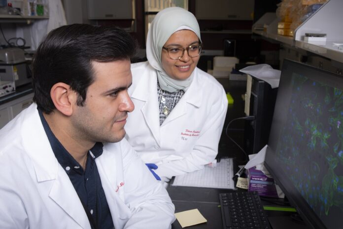 Riham Abouleisa, right, and AbouBakr Salama, members of the UofL research team