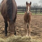 Secret Oath as foal on Briland Farm, owned by Robert and Stacy Mitchell