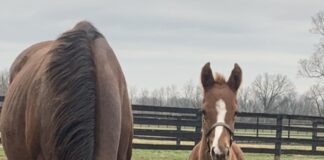 Secret Oath as foal on Briland Farm, owned by Robert and Stacy Mitchell