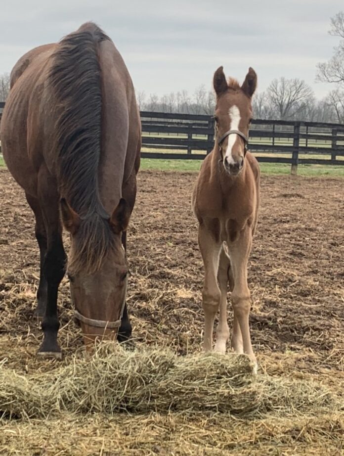 Secret Oath as foal on Briland Farm, owned by Robert and Stacy Mitchell