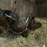 Secret Oath as foal on Briland Farm, owned by Robert and Stacy Mitchell