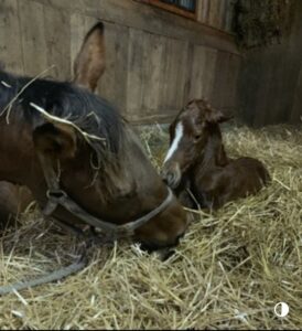 Secret Oath as foal with her dam, Absinthe Minded, on Briland Farm, owned by Robert and Stacy Mitchell