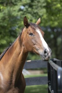 Horse at Cope's Hope